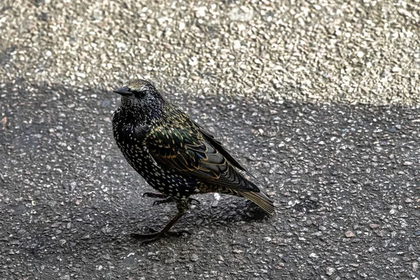 イギリスのヨーロッパまたは一般的なスターリング Sturus Valgaris — ストック写真