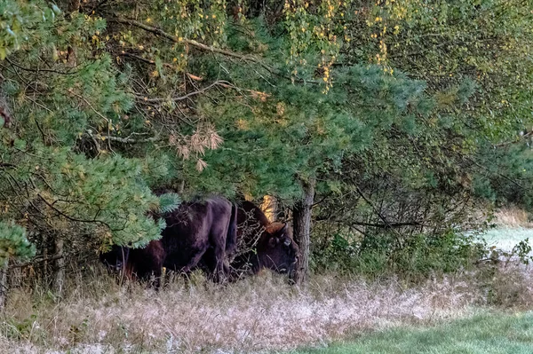 Europeisk Träbisonoxe Bison Bonasus Även Känd Som Den Kloka Zubr — Stockfoto