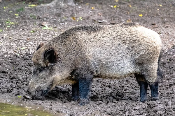 Wild boar (Sus scrofa), also known as wild swine, common wild or Eurasian wild pig in Bialowieza Forest, Poland