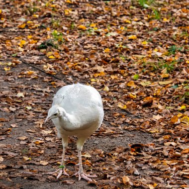 Polonya 'daki Varşova, Polonya' daki Leucistik Hintli tavus kuşu
