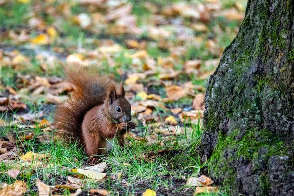 Wildes Eurasisches Rotes Eichhörnchen Sciurus Vulgaris Kampinos Nationalpark Masovia Polen — Stockfoto