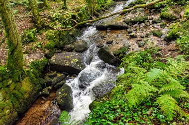 Kennall Vale Doğa Koruma Alanı, Ponsanooth, Cornwall, Birleşik Krallık