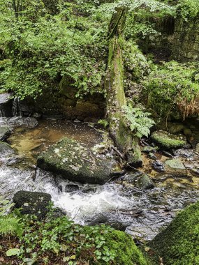 Kennall Vale Doğa Koruma Alanı, Ponsanooth, Cornwall, Birleşik Krallık