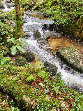 Kennall Vale Doğa Koruma Alanı, Ponsanooth, Cornwall, Birleşik Krallık