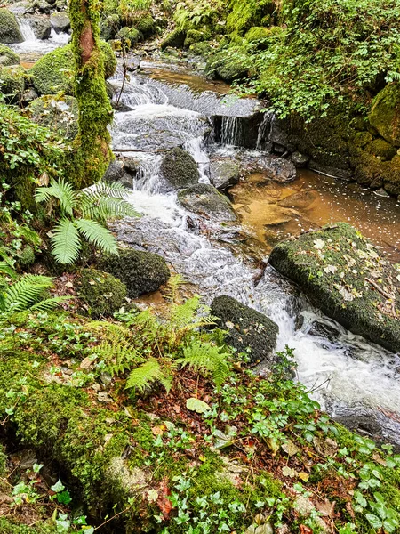 Kennall Vale Doğa Koruma Alanı, Ponsanooth, Cornwall, Birleşik Krallık