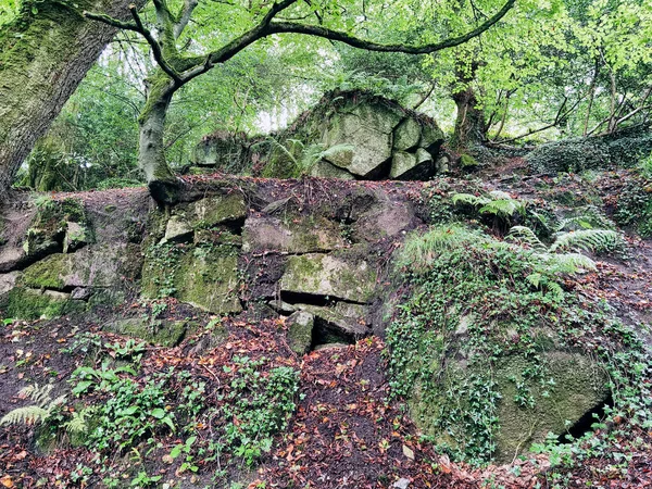 Kennall Vadi Doğa Rezervi, Ponsanooth, Cornwall, Birleşik Krallık