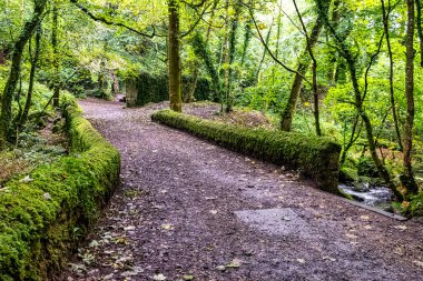 Kennall Vadi Doğa Rezervi, Ponsanooth, Cornwall, Birleşik Krallık