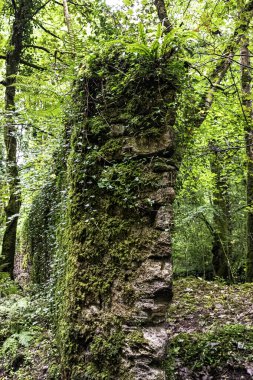 Kennall Vadi Doğa Rezervi, Ponsanooth, Cornwall, Birleşik Krallık