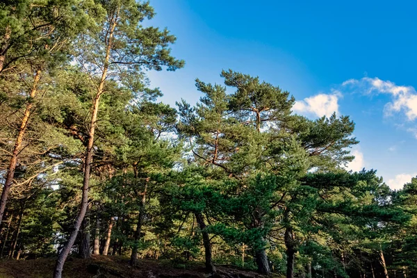 Forêt Sauvage Polonaise Parc National Slowinski Pologne Photo De Stock