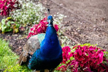 Polonya parkındaki Hintli tavus kuşu - Varşova, Polonya