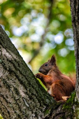 Ağaçtaki Vahşi Avrasya kırmızı sincabı (Sciurus vulgaris) - Kampinos Ulusal Parkı, Masovia, Polonya