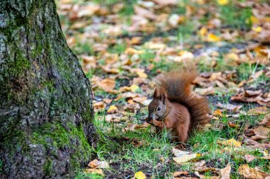 Kampinos Ulusal Parkı, Masovia, Polonya 'da Vahşi Avrasya kızıl sincabı (Sciurus vulgaris)