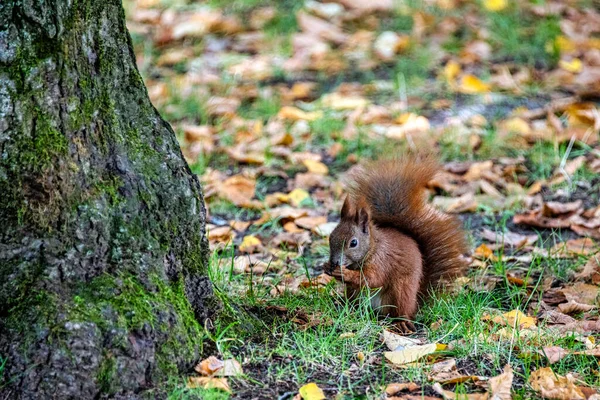 Wild Eurasian Red Squirrel Sciurus Vulgaris Kampinos National Park Masovia — 스톡 사진
