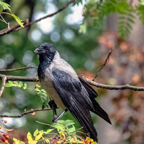 Kapuzenkrähe Corvus Cornix Auch Bekannt Als Verbrühungskrähe Oder Kapuzenpullover Polnischen — Stockfoto