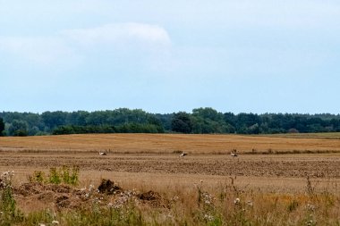 Bir lokanta arayan üç beyaz leylek (Ciconia ciconia) - Choczewo, Pomerania, Polonya