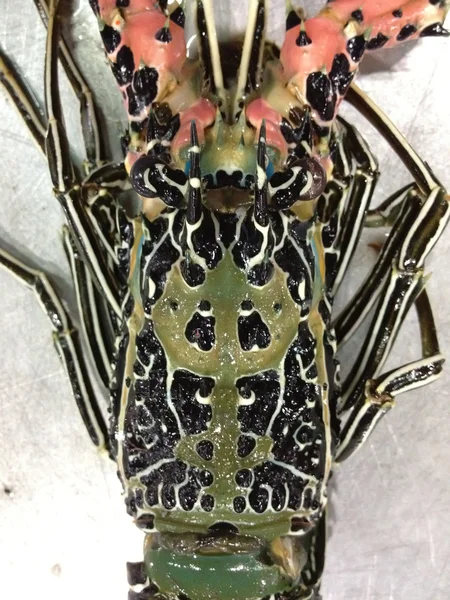 Lobster head — Stock Photo, Image