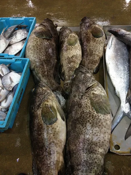 Grouper Fish — Stock Photo, Image