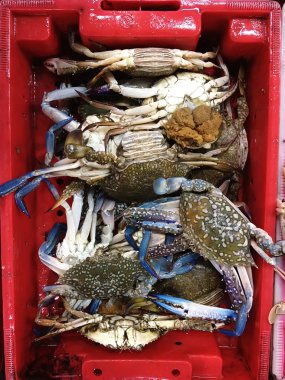 taze deniz yengeçler