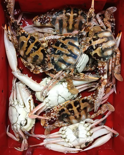 Fresh sea crabs — Stock Photo, Image