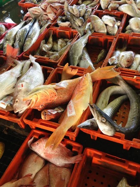 Fiska på fishmarket — Stockfoto