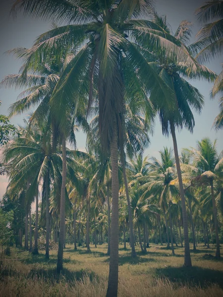 Vintage Coconuts — Stock Photo, Image