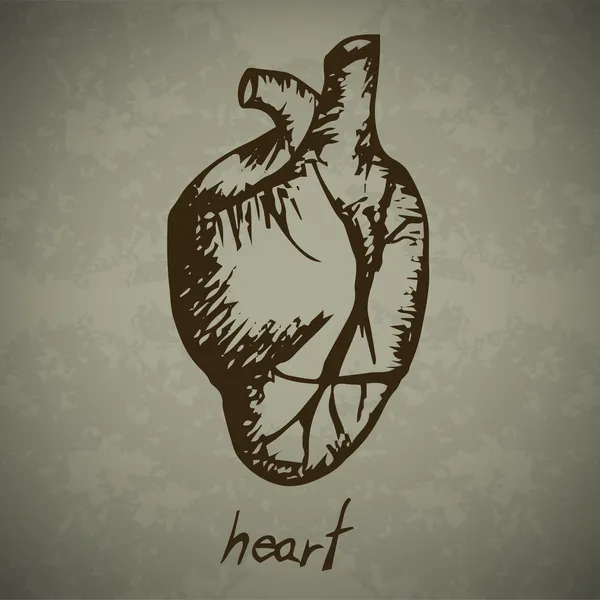 Doodle menselijk hart — Stockvector