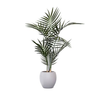 3d illustration of palm trees in a Houseplant on a white background. 