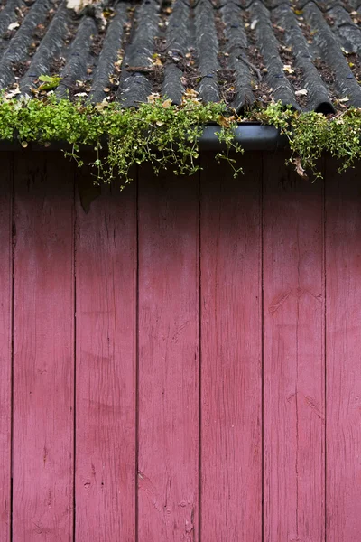 Rød træ - Stock-foto