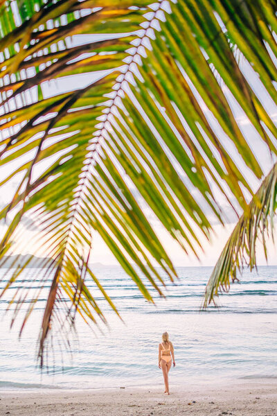 a beautiful green large leaf of palm trees and a silhouette of a girl standing in the distance against the background of the ocean