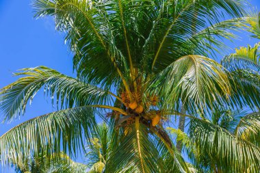 Palm trees on a sunny tropical beach on the Seychelles islands. Summer holidays.