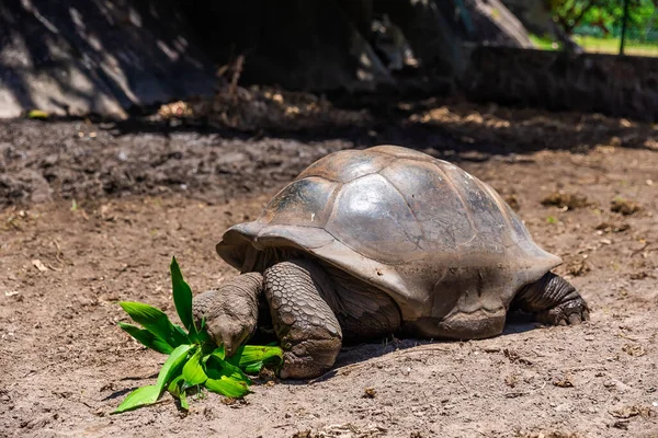 Riesenaldabra Schildkröte Aldabrachelys Gigantea Auf Kurioser Insel Auf Den Seychellen — Stockfoto