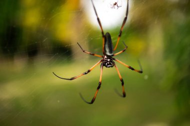 Red-legged Golden Orb Spider also known as Palm Spider (Nephila Inaurata) selective focus on web, Praslin Island, Seychelles