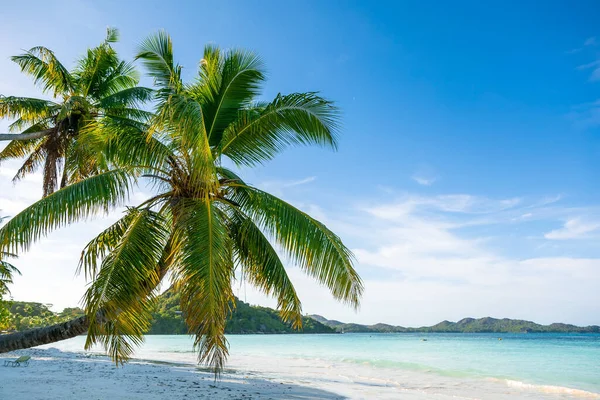 迷人的热带天堂海滩与白色的沙子 椰子树 大海和蓝天 游客户外背景 暑假的概念 塞舌尔 — 图库照片