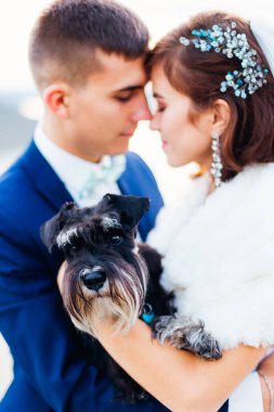 Yeni evliler öpüşüyor ve kollarında bir köpek tutuyorlar. Mini schnauzer.