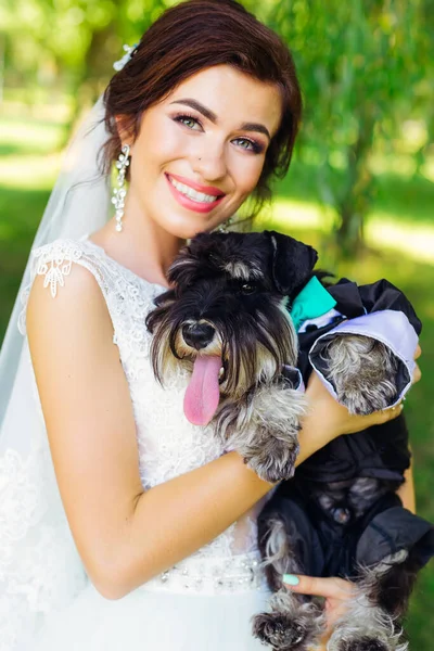 mini schnauzer on the hands of a beautiful bride in a wedding dress. beautiful smile