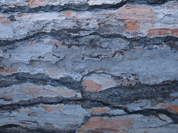 Bark-struktur i trær – stockfoto