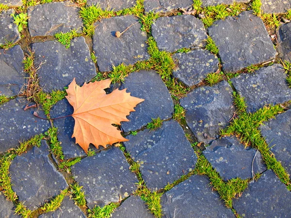 flint yerdeki yaprak