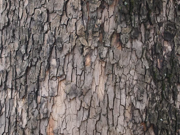 Doğal ahşap dokusu