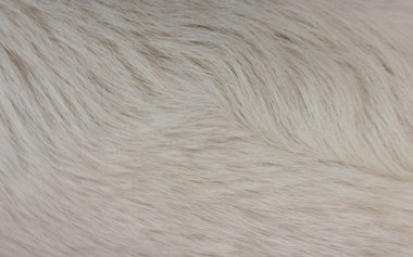 arka plan olarak kürk