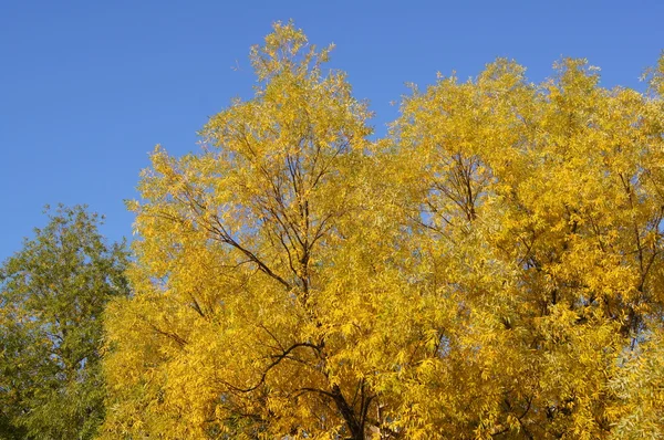 Yellowing trees — Stock Photo, Image