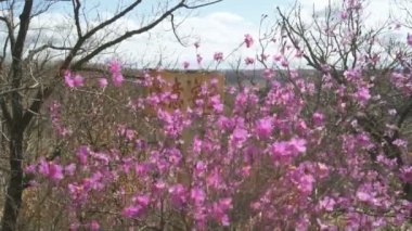 çiçekli ormangülü dauricum tepenin üst kısmında