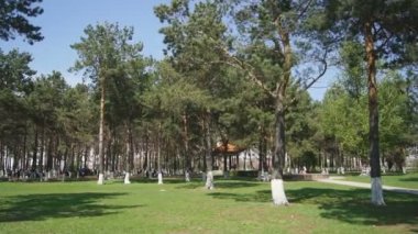 Heihe Park Longbin Pines 05