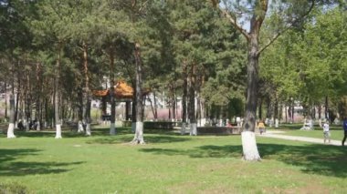 Heihe Park Longbin Pines 03