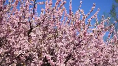 Kayısı ağacı dalları çiçekli, Rüzgar, mavi gökyüzü karşı sarsıldı