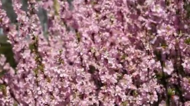 Kayısı ağacı dalları çiçekli, Rüzgar sarsıldı.