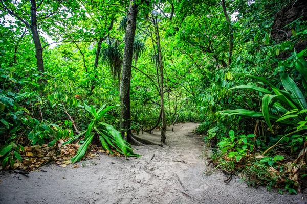 タイのジャングル ストック写真