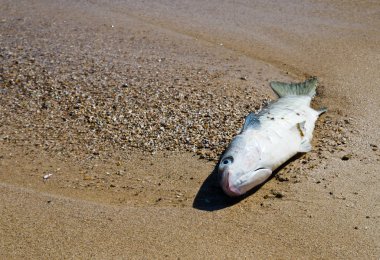 Sahilde ölü balık.