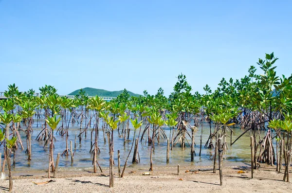 Tineri pădure mangroves — Fotografie, imagine de stoc