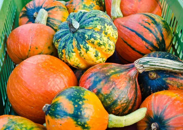 Colorful pumpkins on the market — Stock Photo, Image