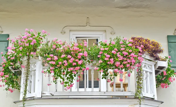 Dettaglio della scatola del fiore della finestra — Foto Stock